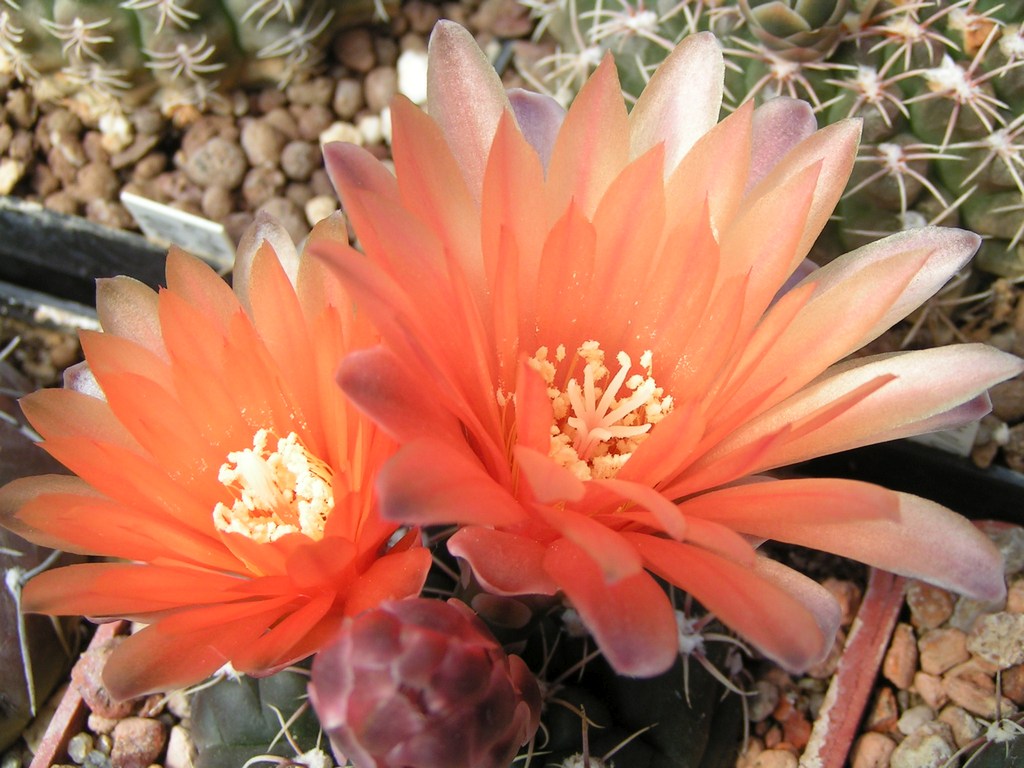 Gymnocalycium x anbald